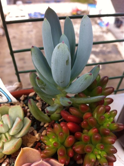 ²úÒµºì»ð±³ºóÃæÁٳɳ¤·³ÄÕ Ïç´åÂÃÓÎÈçºÎ½¡¿µ³É³¤