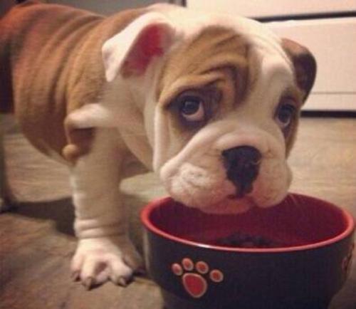 Å·ÃËÔÚ²¼Â³Èû¶ûÇ©ÊðÓëÓ¢¹ú¾ÍδÀ´¹ØÏµ´ï³ÉµÄÐÒé